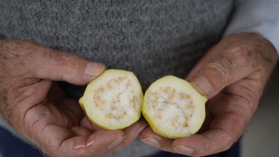 Anavtanı Meksika olan avokadoyu Samsun'da üretiyor