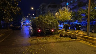 Aydın'da devrilen ağaç, yolu trafiğe kapattı