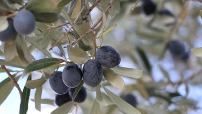 Tekirdağ'da zeytin hasadı heyecanı sürüyor