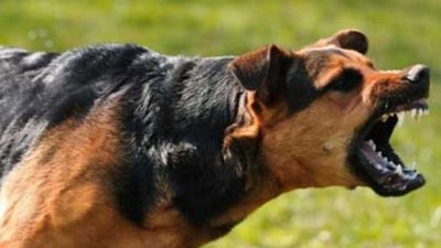 Çankırı'da 6 yaşındaki çocuğa başıboş köpek saldırdı