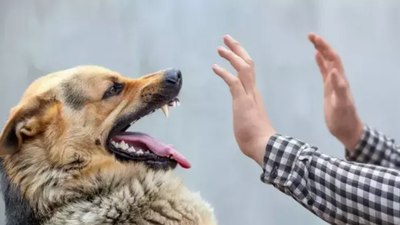 Bir köpek size saldırırsa bunları yapın!