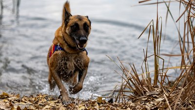 Jandarmanın vazgeçilmez yardımcıları: Kadavra arama köpekleri