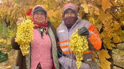 Manisa'da sarı hasat