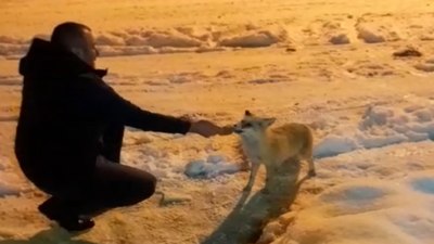 Bayburt'ta aç kalan tilkiyi elleriyle besledi