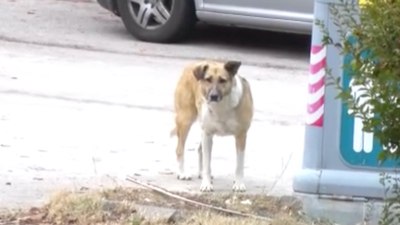 Ankara'da mahallelinin başıboş köpek sürüsü isyanı