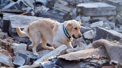 Köpekler depremi önceden hissedebilir mi? İşte yanıtı...