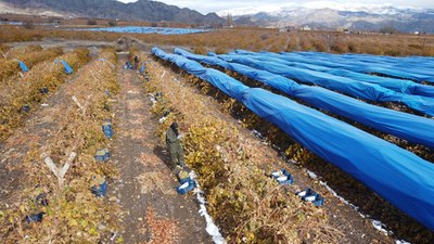 Elazığ'da kışın ortasında üzüm hasadı