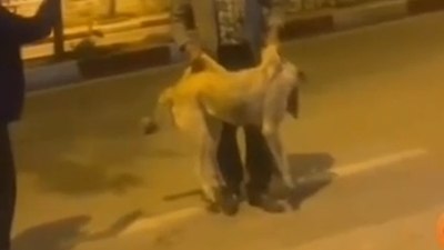 Kırıkkale'de sokak köpeğine yapılan müdahaleyi çığlıklarla engellemeye çalıştı