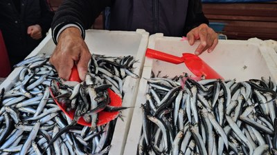 Zonguldak'ta hamsi bolluğu