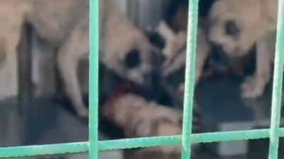 Barınakta aç kalan köpekler ölen bir köpeği parçaladı