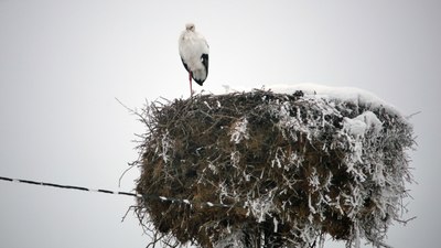 Bitlis'te soğuk havaya rağmen yıllardır göç etmeyen leylek ilgi çekiyor