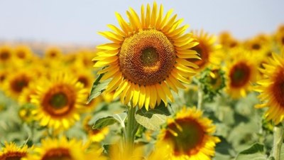 Tekirdağ'dan Rusya'ya 120 ton yerli ayçiçeği tohumu gitti