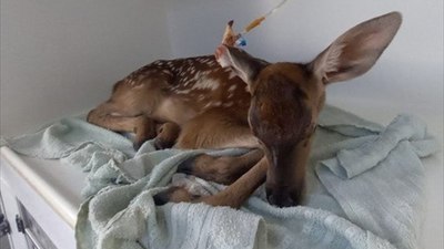 Afyonkarahisar'da yaralı kızıl geyik yavrusu koruma altına alındı