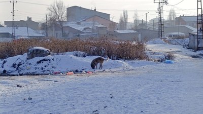 Ağrı'da Sibirya soğukları, hayatı felç etti