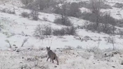 Erzincan'da kırmızı listedeki vaşak görüntülendi