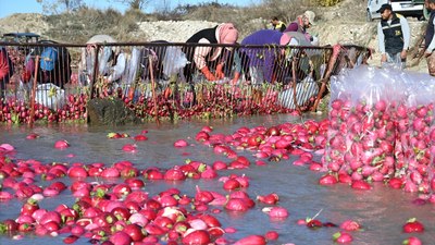 Osmaniye'de Kadirli turpunda hasat dönemi