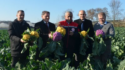 Samsun'da rengarenk karnabaharların hasadı yapıldı