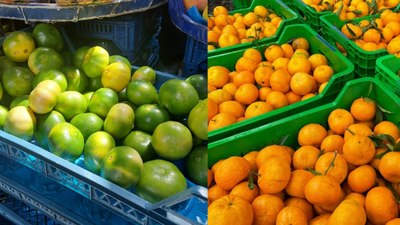 Yeşil mi, turuncu mu? Bakın hangi mandalina daha sağlıklı