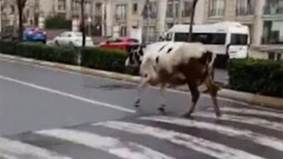 İstanbul Esenyurt'ta başıboş inek trafiği birbirine kattı