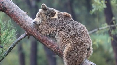 Japonya’da avlanma yasaları gevşetiliyor