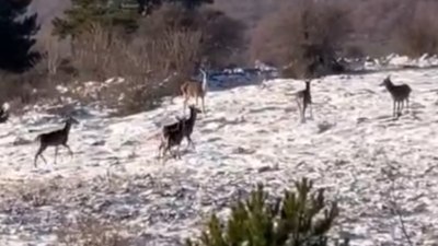 Bolu'da ormanda yiyecek bulmakta zorlanan karaca sürüsü yaylaya indi