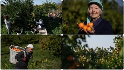 İzmir'de bu yıl Gümüldür mandalinası dalında satıldı