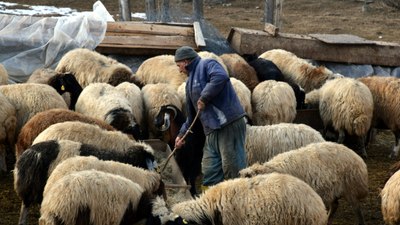 İstanbul'dan köyüne döndü aldığı 100 koyunu 520'ye çıkardı