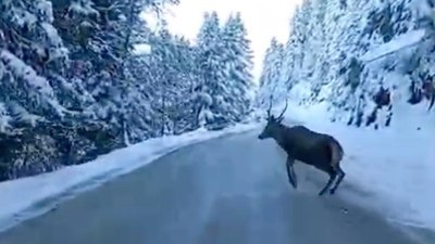 Bolu’da kızıl geyik karla kaplı yolda görüntülendi