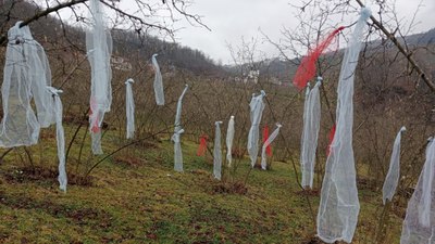 Ordu'da 'Müslüman çam ağacı süslemez' deyip, fındık bahçesini süsledi