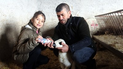 Kayseri'de felçi kuzuya ailenin bir üyesi gibi bakıyorlar