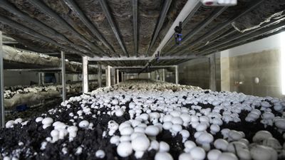 Gümüşhane'de hem kendinin hem de bölgenin mantar ihtiyacını karşılıyor