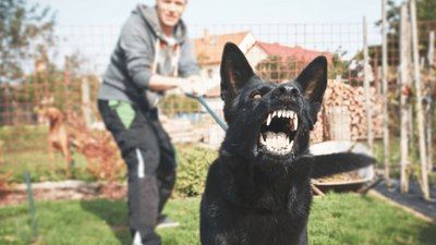 Türkiye’de yasaklı köpek ırkları hangileri?