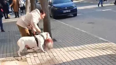 İstanbul'da kediyi öldüren pitbull cinsi köpeğin sahibi hakkında işlem başlatıldı