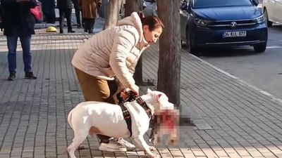 İstanbul'da sokak kedisini öldüren yasak ırk köpeğin sahibi tutuklandı