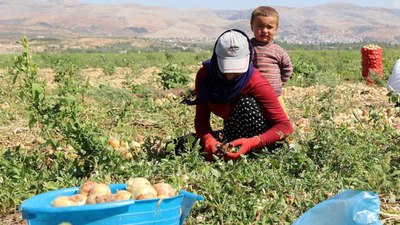 Mevsimlik tarım işçisi ailelerin çocuklarının eğitimi için yeni önlemler