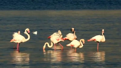 İzmir Körfezi'nin temizlenmesiyle flamingolar ve pelikanlar geri döndü