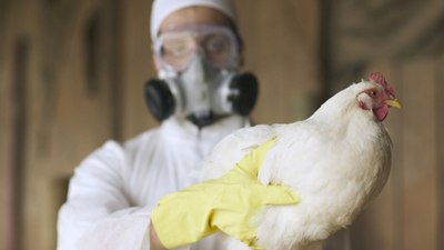 ABD'de kuş gribi kaynaklı ilk insan ölümü