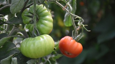 Tarım ve Orman Bakanlığı pestisitlere ilişkin kalıntı limitlerini düzenledi