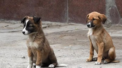 Köpeğin kuduz olup olmadığı nasıl anlaşılır?