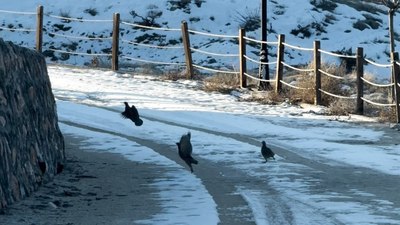 Elazığ'da kekliklerin kar altında yiyecek telaşı