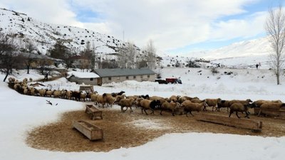 Erzincan'da annelerinin reddettiği kuzular biberon ile besleniyor