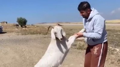 Ankara'da barınaktan çalınan keçiler kasapta bulundu