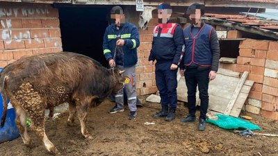 Kırıkkale'de büyükbaş hayvan çalan 4 hırsız tutuklandı