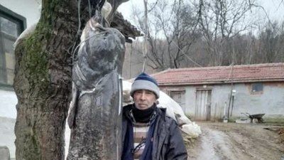 Edirne'de iki buçuk metre boyunda yayın balığı yakaladı