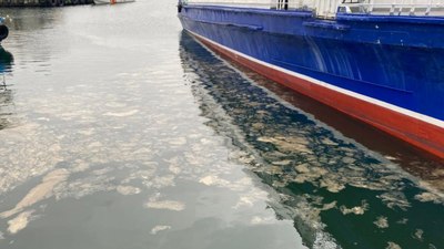 İstanbul'da müsilaj tehdidi: Kadıköy'de de görüldü