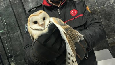 Ordu’da banyoda mahsur kalan baykuş kurtarıldı