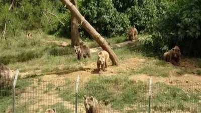 Bursa'da barınaktan kaçan bozayı yakalandı