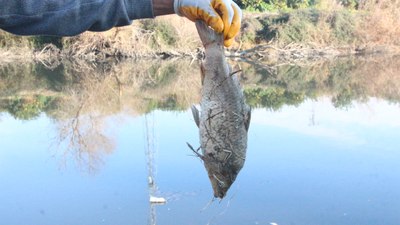 Adana Ceyhan Nehri’nde balık ölümleri