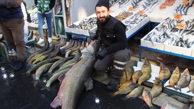 Batman'da 1 metre 65 santim uzunluğunda, tam 120 kilo: Kilosunu 350 liradan satıyorlar