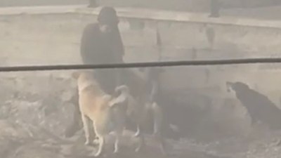 Ankara'da başıboş köpek dehşeti: Hamile kadına saldırdılar